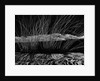 Grass and Lava by Anonymous