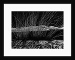 Grass and Lava by Anonymous