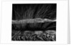 Grass and Lava by Anonymous
