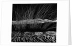 Grass and Lava by Anonymous