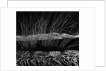 Grass and Lava by Anonymous