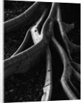 Banyan Tree Roots by Anonymous