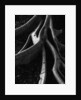 Banyan Tree Roots by Anonymous