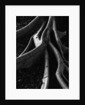 Banyan Tree Roots by Anonymous