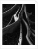 Banyan Tree Roots by Anonymous