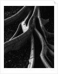 Banyan Tree Roots by Anonymous