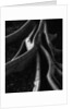 Banyan Tree Roots by Anonymous