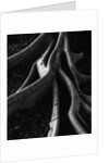 Banyan Tree Roots by Anonymous