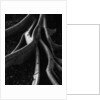 Banyan Tree Roots by Anonymous