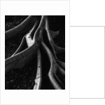 Banyan Tree Roots by Anonymous