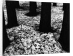 Pines in Snow, Yosemite by Brett Weston