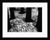 Pines in Snow, Yosemite by Brett Weston