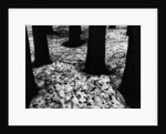 Pines in Snow, Yosemite by Brett Weston