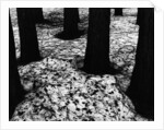 Pines in Snow, Yosemite by Brett Weston