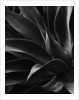 Century Plant by Anonymous
