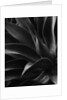 Century Plant by Anonymous
