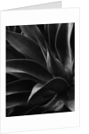 Century Plant by Anonymous