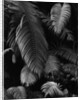 Fern Leaves by Anonymous