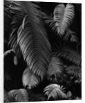 Fern Leaves by Anonymous
