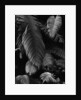 Fern Leaves by Anonymous