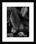 Fern Leaves by Anonymous