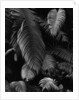 Fern Leaves by Anonymous