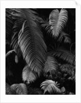 Fern Leaves by Anonymous