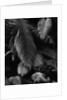 Fern Leaves by Anonymous