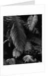 Fern Leaves by Anonymous