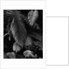 Fern Leaves by Anonymous
