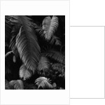 Fern Leaves by Anonymous