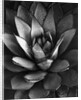 Century Plant by Brett Weston