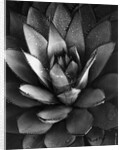Century Plant by Brett Weston