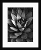 Century Plant by Brett Weston