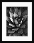 Century Plant by Brett Weston
