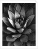 Century Plant by Brett Weston