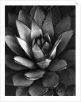 Century Plant by Brett Weston