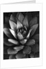 Century Plant by Brett Weston