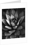 Century Plant by Brett Weston