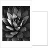 Century Plant by Brett Weston