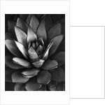 Century Plant by Brett Weston