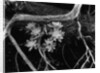 Succulents, Point Lobos, 1951 by Anonymous