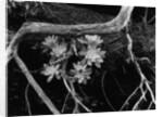 Succulents, Point Lobos, 1951 by Anonymous