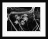 Succulents, Point Lobos, 1951 by Anonymous