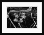 Succulents, Point Lobos, 1951 by Anonymous