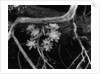 Succulents, Point Lobos, 1951 by Anonymous