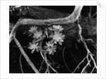 Succulents, Point Lobos, 1951 by Anonymous