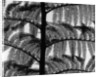Fern by Anonymous