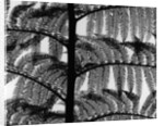 Fern by Anonymous