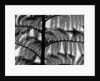 Fern by Anonymous